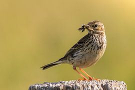 Grass pager by Peter Deschepper