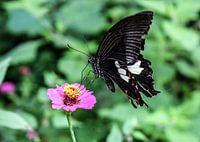Papillon chinois sur une fleur.