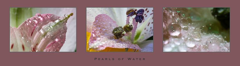 'Parels van water' op een lelie van Eddy Westdijk