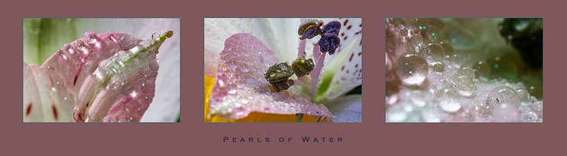 &quot;Pearls of water&quot; on a lily (macro photos) by Eddy Westdijk