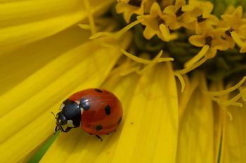 Geel en rood
