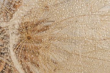 Waterdruppeltjes op een pluisje morgenster (Tragopogon) van Marjolijn van den Berg