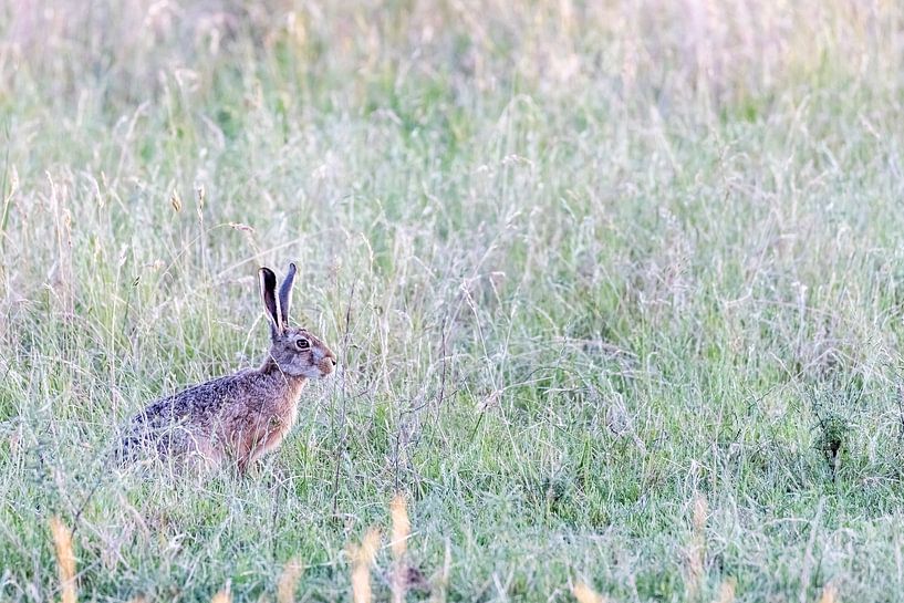 Feldhase (Lepus europaeus) von Dirk Rüter