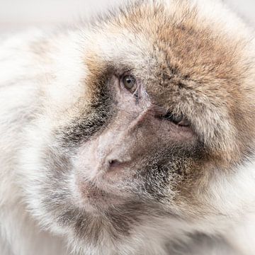 Singe berbère sur Kim Meijer