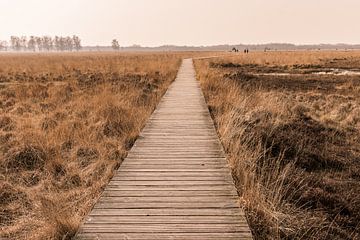 Boardwalk through the Haaksbergerveen (Netherlands) by Bas Greevink