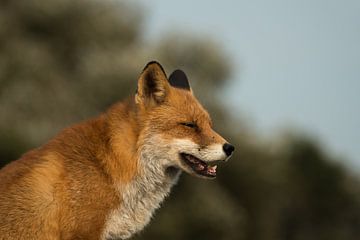 Posing! sur Robert Kok