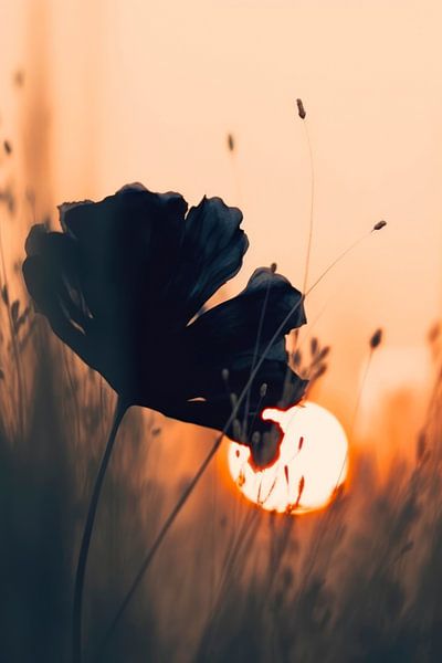 Before Sunset No 2 par Treechild