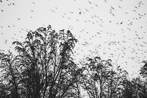 starlings in black and white