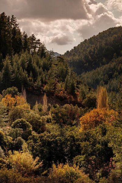 Herbst auf Zypern, warme Farben im Troodos-Gebirge von Melissa Peltenburg