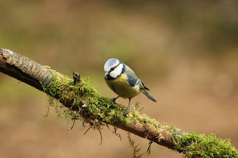 Blue Tit by Martijn Buitenkamp