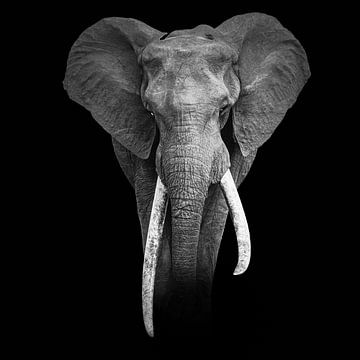 Portret van een great tusker - olifant