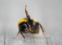 Hommel zwaait