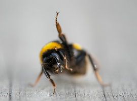 Hommel zwaait by Incanto Images