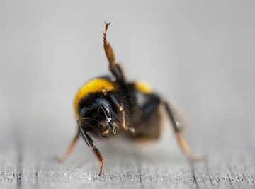 Hommel zwaait