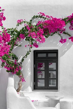 Bloemen aan een muur in Bougainvillea in Mykonos van Atelier Liesjes