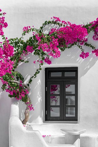 Flowers on a wall in Bougainvillea in Mykonos by Atelier Liesjes