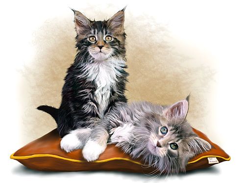 Chatons Maine Coon