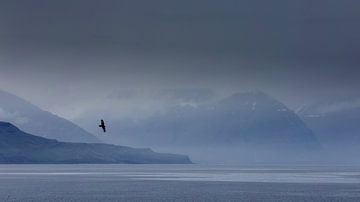 Raaf voor fjordenlandschap van Sam Mannaerts