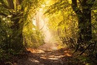 Light the path