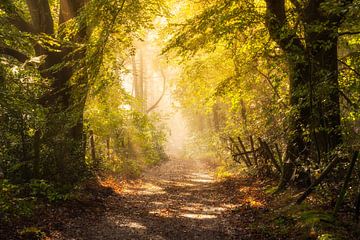 Light the path van Kijk, een Vogel Fotografie