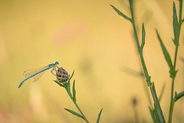 Juffer met bokeh van Moetwil en van Dijk - Fotografie