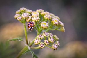 Ladybug by Rob Boon