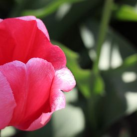 Roze tulp 2 van Gabrielle van Rhenen