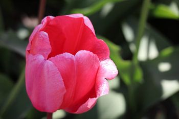 Roze tulp 2