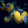 Lemon in der Dämmerung von True Color Stories