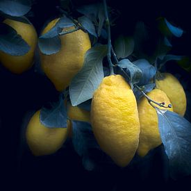 Lemon in der Dämmerung von True Color Stories