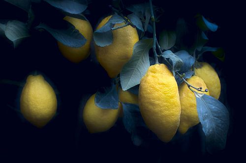 Lemon in Twilight