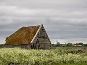  Texel sheep shed by Mooie Foto thumbnail