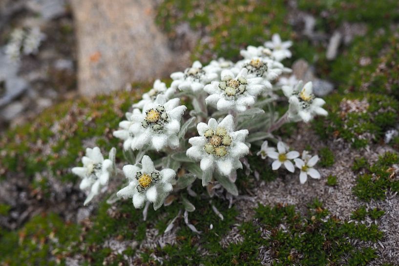 Edelweiss, flora and fauna of the Alps - fascinating nature photography from the mountains. by Miriam Schwarzfischer Fotografie