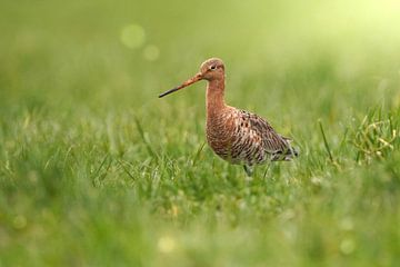 La Barge à queue noire, notre oiseau national sur Vincent Verkuil