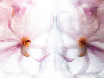 Magnolia's in ice cream