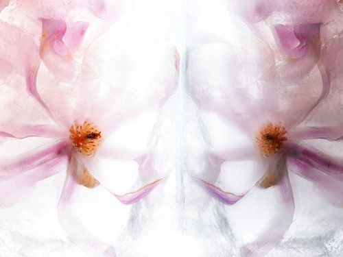 Magnolia's in ijs van Anjo Kan