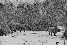 Édition noir et blanc des Scottish Highlanders sur Truckpowerr