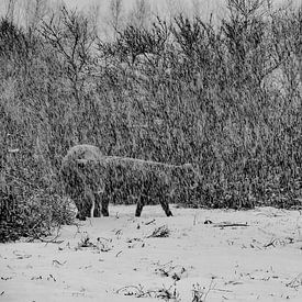 Scottish Highlanders Schwarz-Weiß-Ausgabe von Truckpowerr