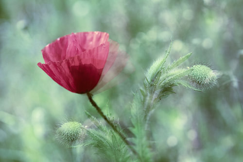 Poppy against a soft background