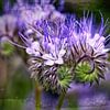 Fleur de phacélie sur Rob Boon