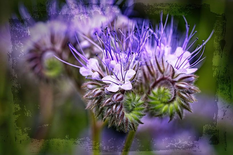 Phacelia flower by Rob Boon