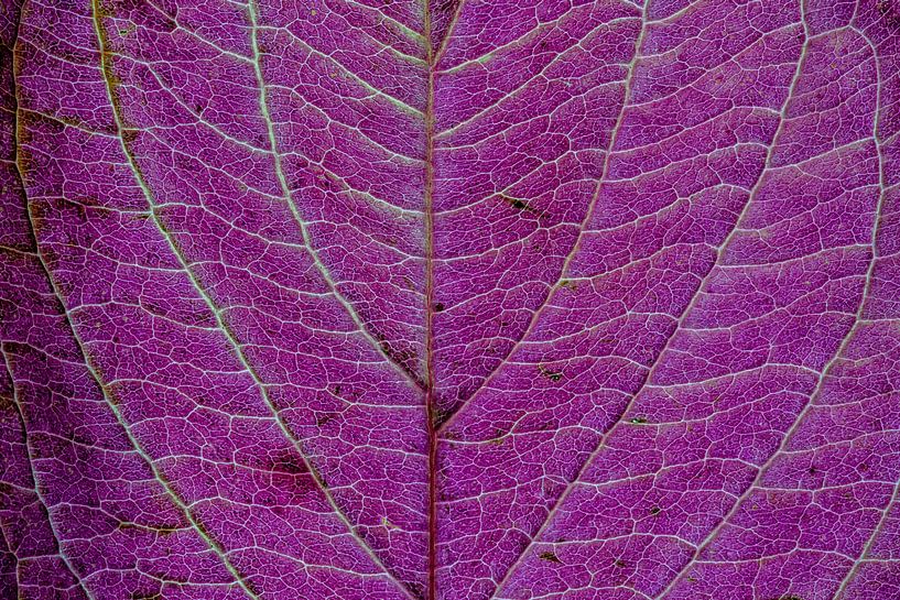 Les nervures des feuilles par Carola Schellekens