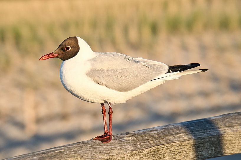 Möwen auf einer Buhne an der Ostsee. von Martin Köbsch