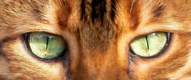 Wild Instinct von Martin Wohlgemuth