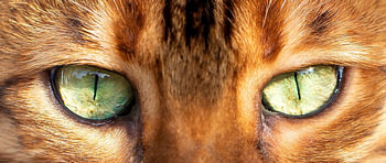 Wild Instinct