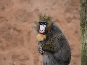 Mandril