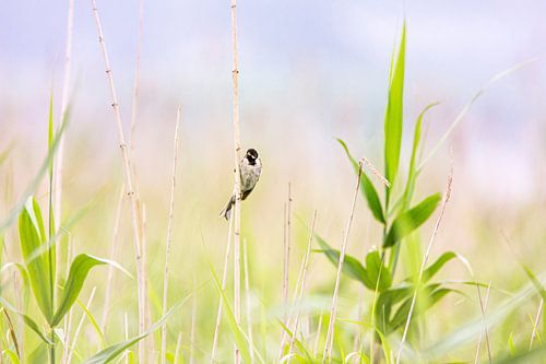 Vogel in het Riet van Scholtes Fotografie