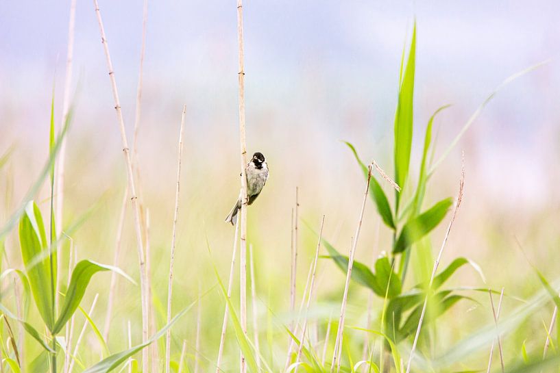 Oiseau dans le roseau par Scholtes Fotografie
