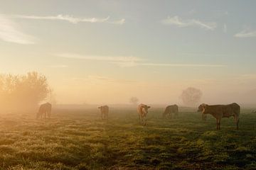Koeien in het weiland tijdens zonsopgang van Anke Sol