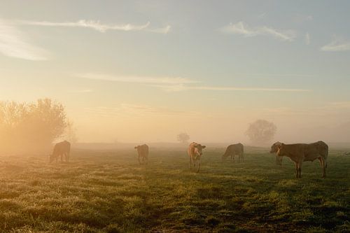Cows in the meadow during sunrise